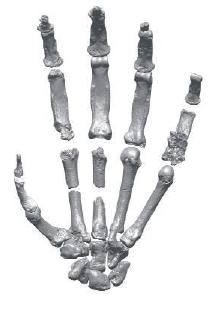 Ardipithecus Ramidus hand