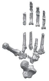 Ardipithecus ramidus foot