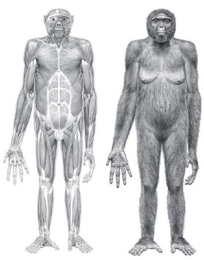 Ardipithecus Ramidus