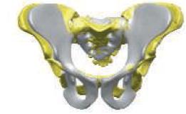 Ardipithecus ramidus pelvis