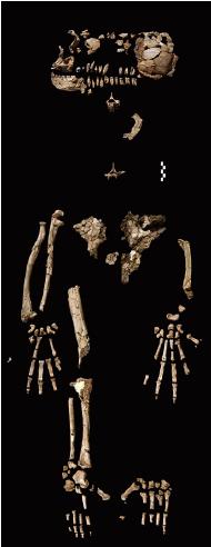 Ardipithecus Skeleton