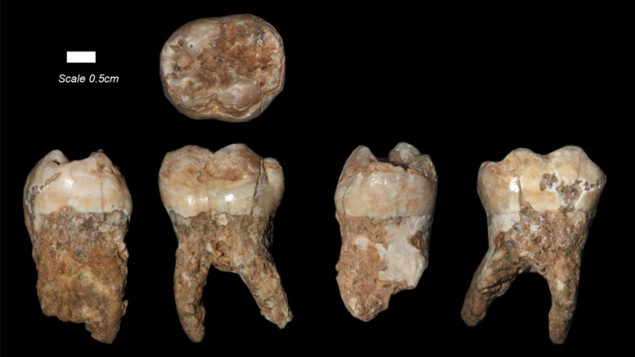 400,000 year-old set of teeth from Qesem Cave in Tel Aviv, Israel