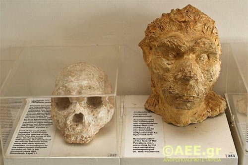 Petrlona Cave Skull