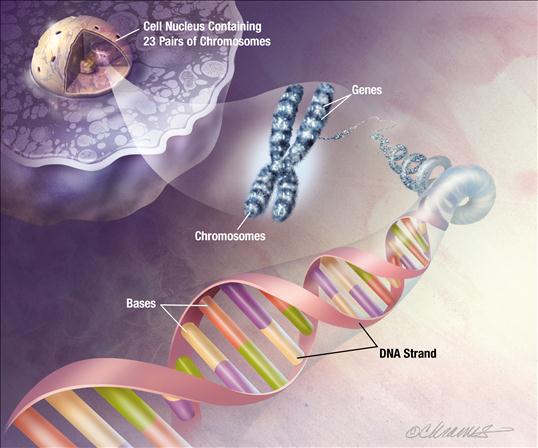 DNA diagram