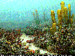 A Permian coral reef.